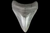 Fossil Megalodon Tooth - Georgia #109368-1